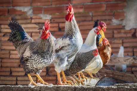 Castilla y León, comunidad más afectada por confinamientos de aves de corral