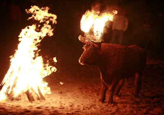 PACMA amenaza con convertir el toro jubilo de Medinaceli en el 