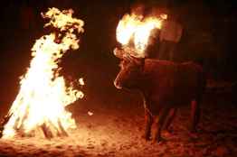 PACMA amenaza con convertir el toro jubilo de Medinaceli en el 