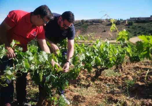 Dominio de Atauta, quinto año consecutivo entre las 20 mejores bodegas de la Ribera del Duero 