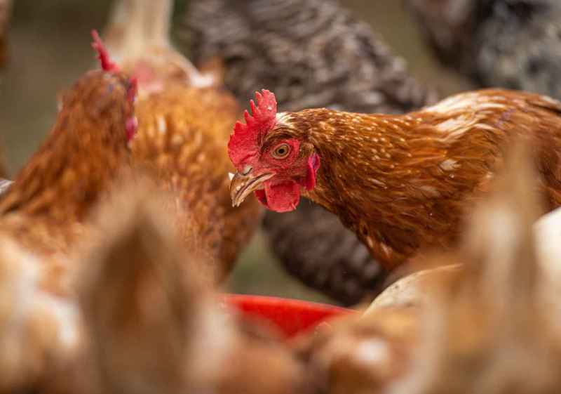 Unión de Uniones insta a la calma frente a la influenza aviar 