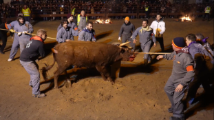 PACMA presenta recurso de alzada contra resolución que autoriza toro jubilo de Medinaceli