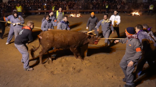 PACMA presenta recurso de alzada contra resolución que autoriza toro jubilo de Medinaceli