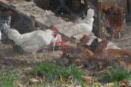 La Junta ha destinado ya 6,5 millones para controlar los focos de gripe aviar 