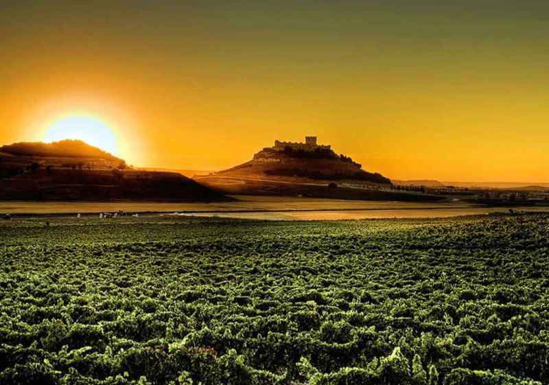 La D.O. Ribera del Duero resalta su contribución socioeconómica y fiscal en España