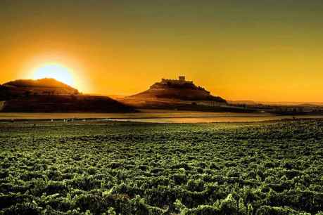 La D.O. Ribera del Duero resalta su contribución socioeconómica y fiscal en España