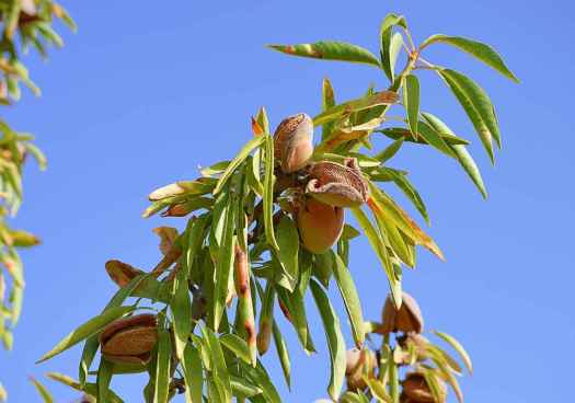 Restos de frutos secos
