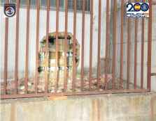 La colaboración ciudadana frustra robo, mediante 