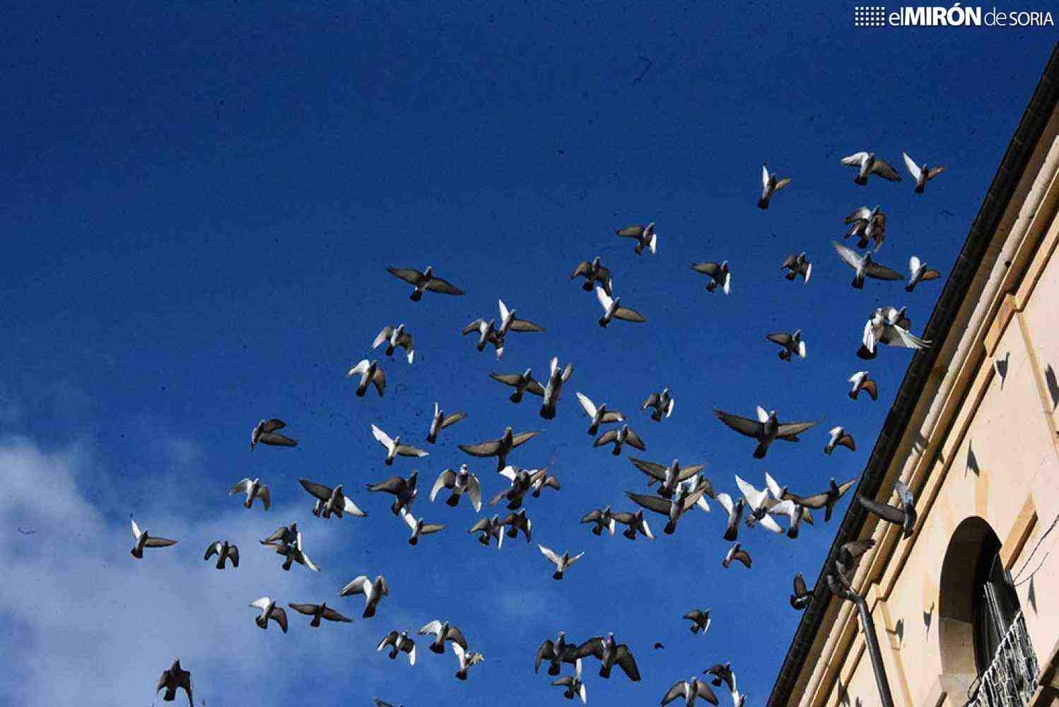 El Ayuntamiento de Soria lanza su penúltimo proyecto estrella en la ciudad