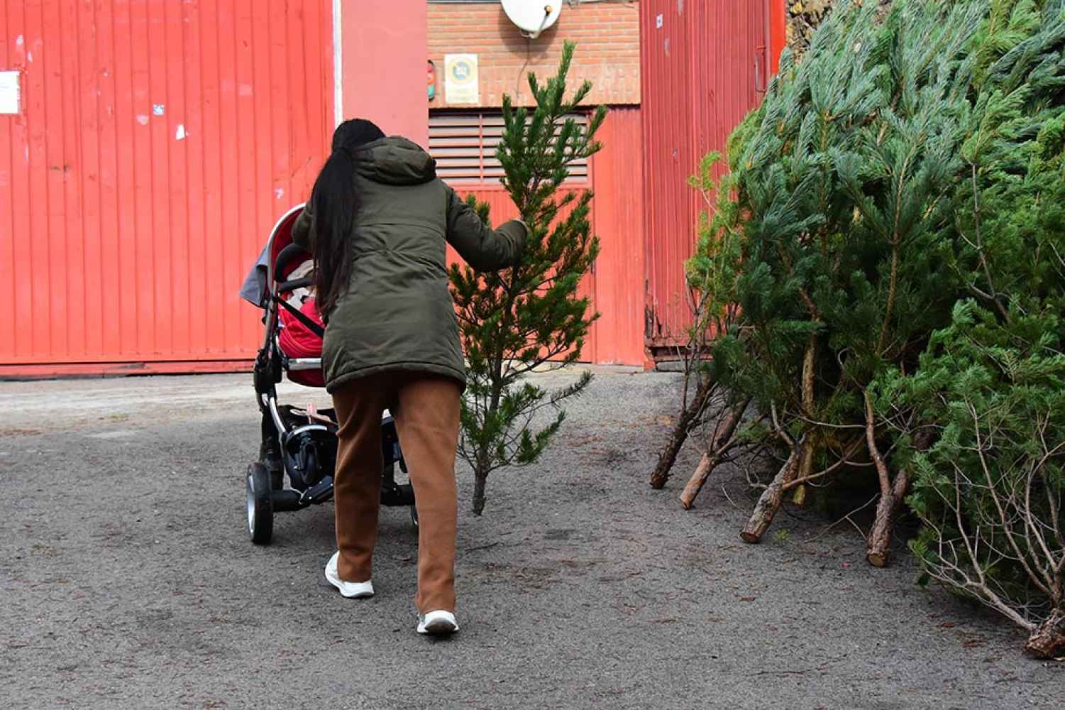 Reparto de pinos navideños en la plaza de toros de Soria