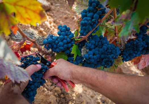 Ribera del Duero concluye vendimia 2025 