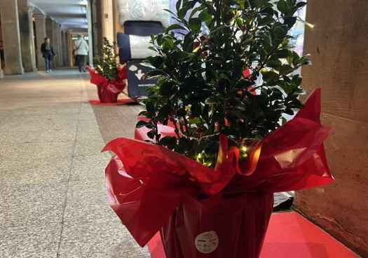 Más de un centenar de comercios sorianos estrenan decoración navideña de FEC Soria