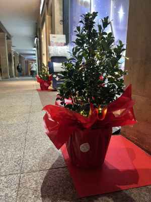 Más de un centenar de comercios sorianos estrenan decoración navideña de FEC Soria