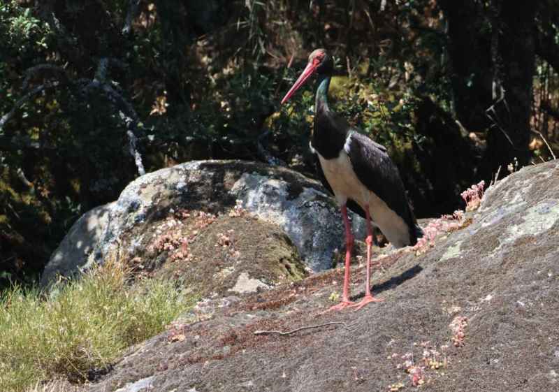 La cigüeña negra estabiliza su población en Castilla y León