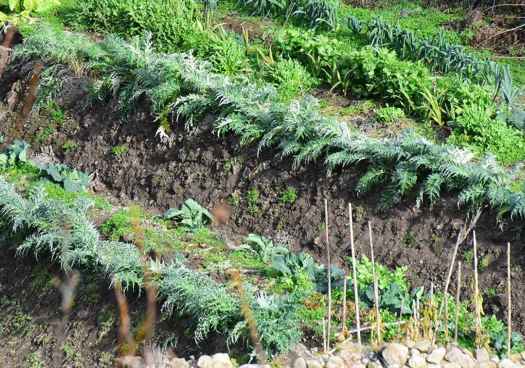Las huertas árabes de Ágreda donde se cultiva el cardo rojo