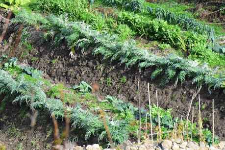 Las huertas árabes de Ágreda donde se cultiva el cardo rojo