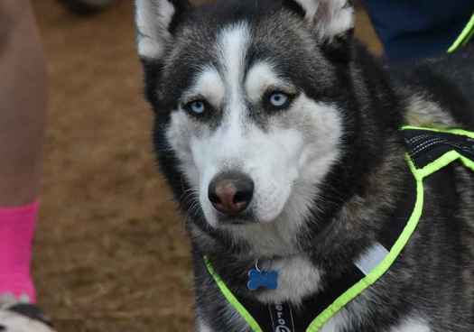 Ólvega acoge el mejor mushing nacional con el Campeonato de España