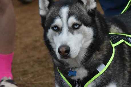 Ólvega acoge el mejor mushing nacional con el Campeonato de España