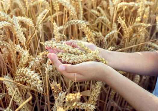 Fin del plazo para asegurar campaña 2026 de cultivos herbáceos y viñedo