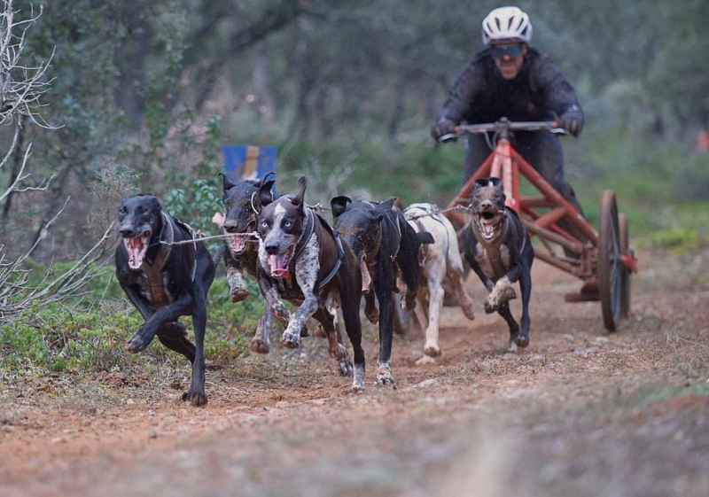 Los mushers sorianos brillan en Campeonato de España de Mushing Tierra Sprint en Ólvega