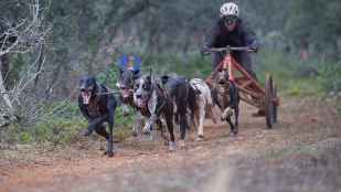 Los mushers sorianos brillan en Campeonato de España de Mushing Tierra Sprint en Ólvega
