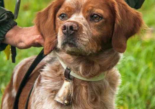 Valonsadero acoge Campeonato Internacional de Caza Salvaje de la AICEB