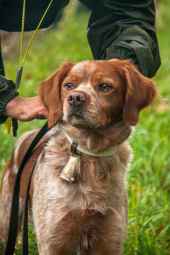 Valonsadero acoge Campeonato Internacional de Caza Salvaje de la AICEB