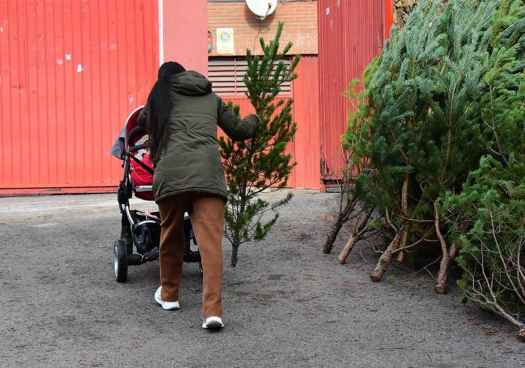 Reparto de pinos navideños en la plaza de toros de Soria