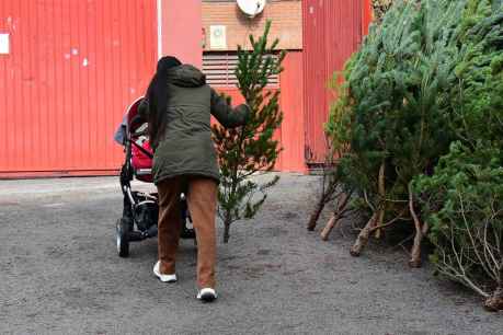 Reparto de pinos navideños en la plaza de toros de Soria