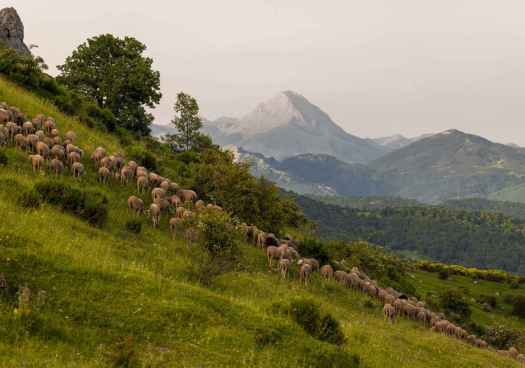 Cesefor participa en proyecto europeo para que pastores fomenten biodiversidad