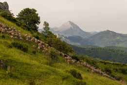 Cesefor participa en proyecto europeo para que pastores fomenten biodiversidad
