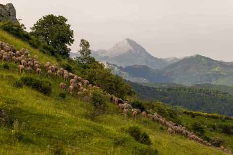 Cesefor participa en proyecto europeo para que pastores fomenten biodiversidad