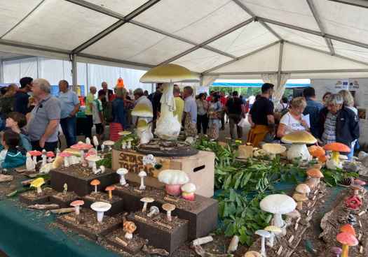 Montes de Soria ayuda a superar una de las peores campañas micológicas