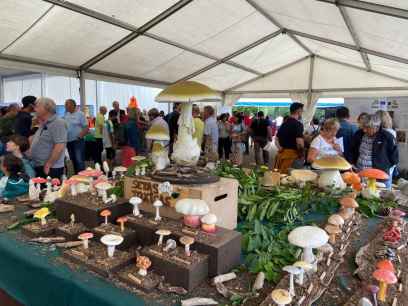 Montes de Soria ayuda a superar una de las peores campañas micológicas
