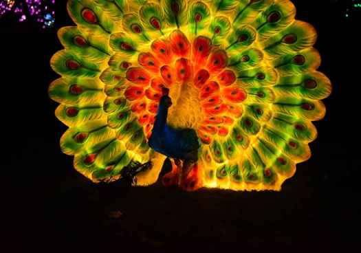 La Dehesa de Soria se viste de Navidad gracias al zoo de animales luminosos