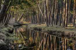 El 75 por ciento de visitantes de bosques de Soria, dispuestos a pagar tasa para su conservación