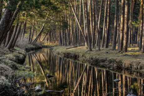 El 75 por ciento de visitantes de bosques de Soria, dispuestos a pagar tasa para su conservación