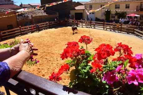 Noviercas en fiestas: suelta de vaquillas, procesión y más vaquillas