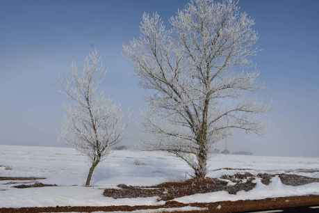El campo de Gómara, con niebla engelante