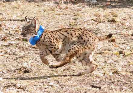 La Junta consolida reintroducción del lince ibérico en el Cerrato Palentino