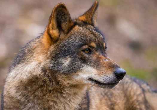 La Junta desmiente caso de furtivismo con lobo en la Montaña Palentina