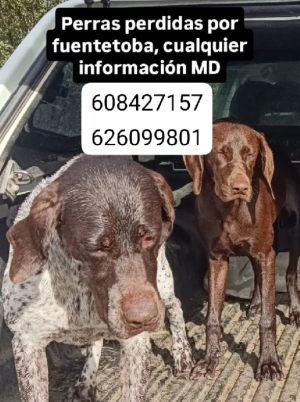 Se recompensa información sobre perras de caza perdidas en Fuentoba