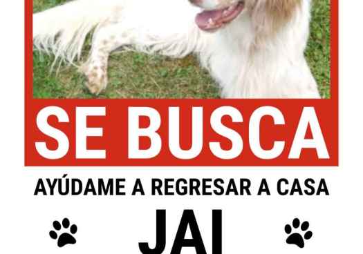 Se busca perro extraviado en San Esteban de Gormaz