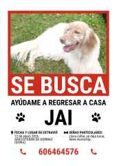 Se busca perro extraviado en San Esteban de Gormaz