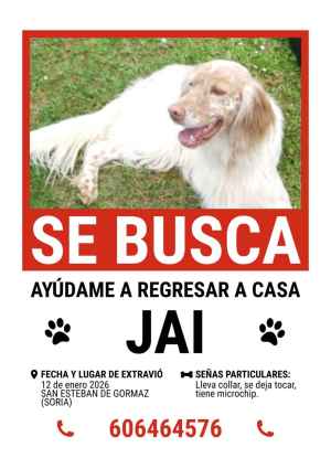 Se busca perro extraviado en San Esteban de Gormaz