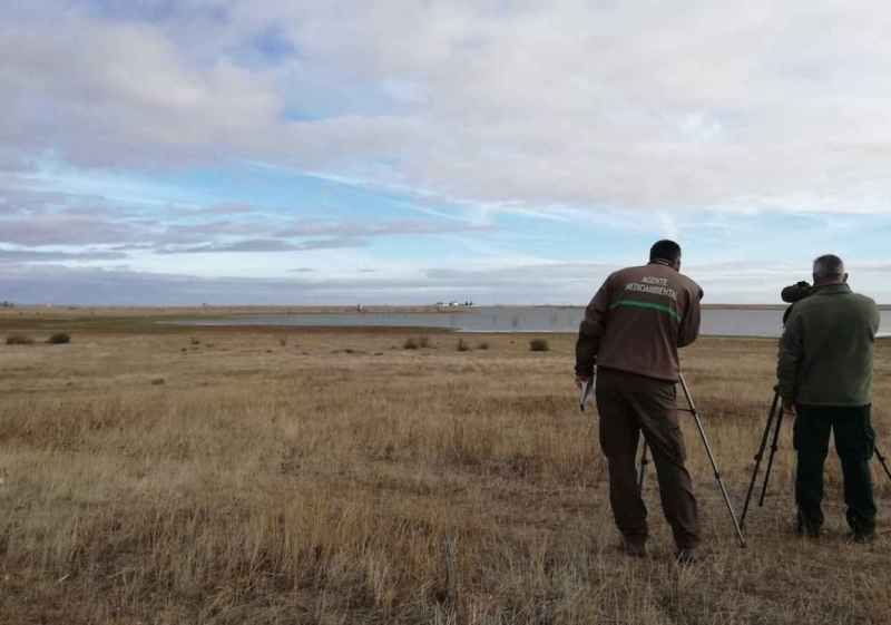 Castilla y León realiza nuevo censo de aves acuáticas invernantes para conocer su estado de conservación        