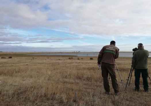 Castilla y León realiza nuevo censo de aves acuáticas invernantes para conocer su estado de conservación        
