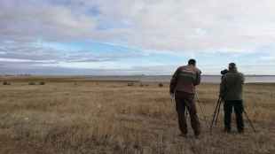 Castilla y León realiza nuevo censo de aves acuáticas invernantes para conocer su estado de conservación        