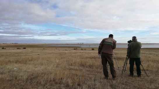 Castilla y León realiza nuevo censo de aves acuáticas invernantes para conocer su estado de conservación        
