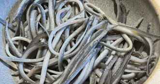 La empresa del chanquete de Soria recibe más de 900.000 euros de fondos europeos 